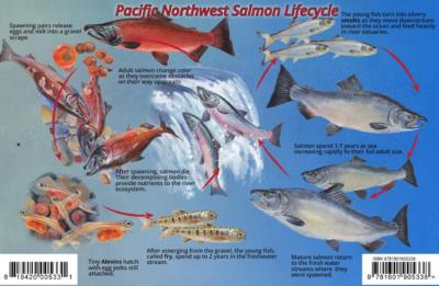 Pacific Northwest Salmon Life Cycle & Identification Guide Card