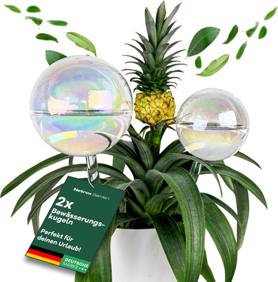 Netrox 2Er Set Bewässerungskugeln Glas 400Ml,180Ml   Automatische Pflanzenbewäss