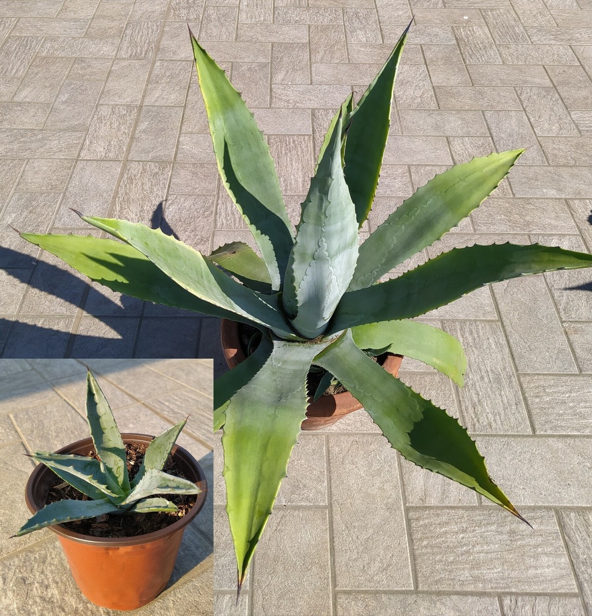 Pianta agave americana in vaso - Plant american agave in pot | eBay