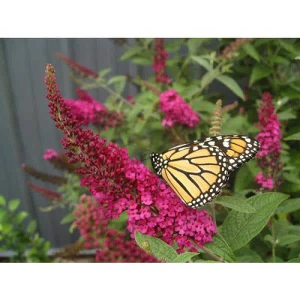 Arbusto mariposa ganador probado planta viva Miss Molly flor rosa arbusto Qt Foto 3 de 4