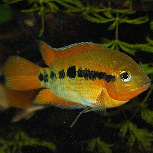 🌈 2 Rainbow Cichlid 1.5 inches Live Fish Unique African Cichlid Specie Aquarium