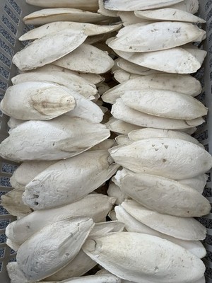 500g Sepiaschale , 12 - 15 cm, Kalzium Sepiaschalen Sepia