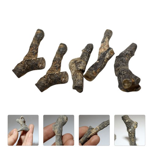 5 Pezzi Figurine Bryozoan Giocattolo Educativo - Foto 4 di 12