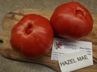 Hazel Mae Tomate 10+ Samen Erbstck P 247