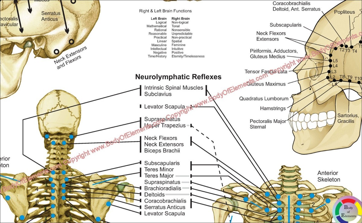 Applied Kinesiology Flowchart Manual 上下巻 41Itz3Tn-AL.jpg
