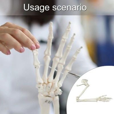 Arm Joint Study Skeleton Model Human Arm Skeleton Model, Anatomical Arm Model