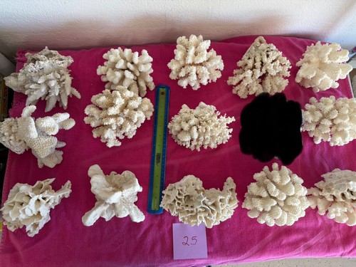 Dry Coral - Natural Coral for Aquarium- large