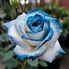 20pcs Ruby Green Twin Roses - Captivating Contrasts for Your