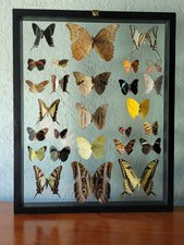 Vintage Butterfly Taxidermy for sale | eBay