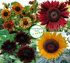 Black Magic Sunflower Seeds 