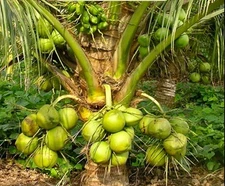 Dwarf Coconut Seed  Organic 4 sprouted seeds