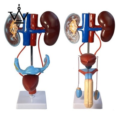 Human Genitourinary System Model Kidney Anatomy Bladder Ureter