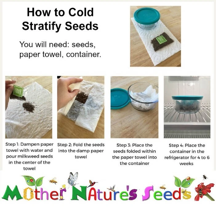 Coreopsis LANZA-HOJAS GARRAPATAS Jardín Mariposa Perenne Sin OGM 500 Semillas! Foto 3 de 4