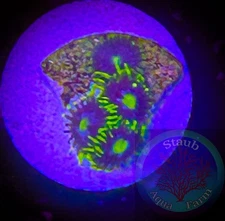 SAF~Blueberry Fields Zoanthid Coral Frag, Colony, “WYSIWYG” Paly, Zoa