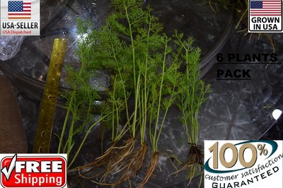 #ad 6 bunches water sprite plants Easy Aquarium aquascaping planted tank low light $29.99