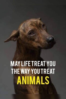 Inspirational  dog refrigerator magnet 3 1/2 x 4 1/2''