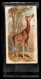 GIRAFFE 1890 N21 Allen & Ginter Quadrupeds