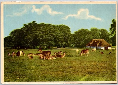 Dyrehaven Denmark Deer Park With Traditional Danish House Scenic View Postcard