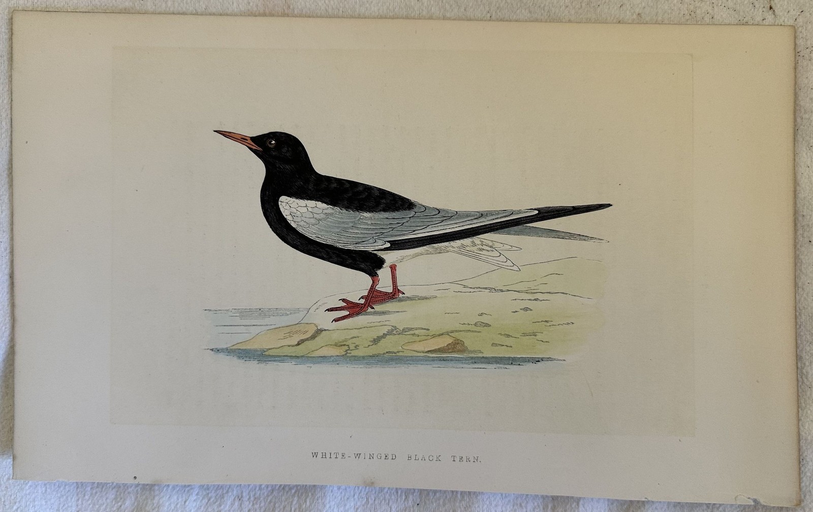 Gaviota Negra Aliblanca Con Alas Blancas Aves Ornitología 1870