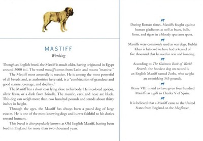 Mastiff - CUSTOM MATTED Dog Art Print - Breed Description and History