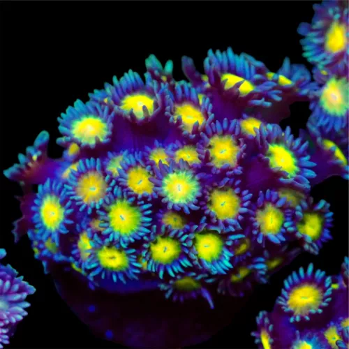Ultra Blue Rainbow Eyed Goniopora WYSIWYG Live Coral Frag
