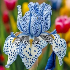 50 Iris Seeds Stardust Snow Flower Plant (much less money than bulbs)