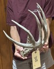 Big 83” Whitetail Deer Shed Antler Nice Heavy Taxidermy, Mount,Wildlife (3218) — photo 2