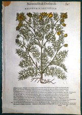 Stampa antica MATTIOLI MATTHIOLI erbario MELANTHIO botanica 1585 Antique print