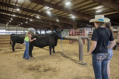 Kim Colorado Megan Wait 2016 4-H Club Heifer Brushing Mustang Pavilion