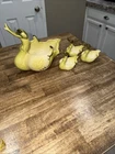 Vintage Hull Pottery Swan Duck Planters  Bowl USA Green Set Of 4