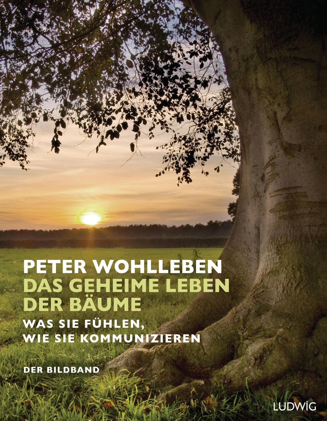 Das Geheime Leben Der Bäume Peter Wohlleben