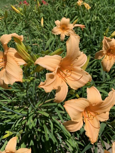 Fashion Model Daylily - 2 Plants