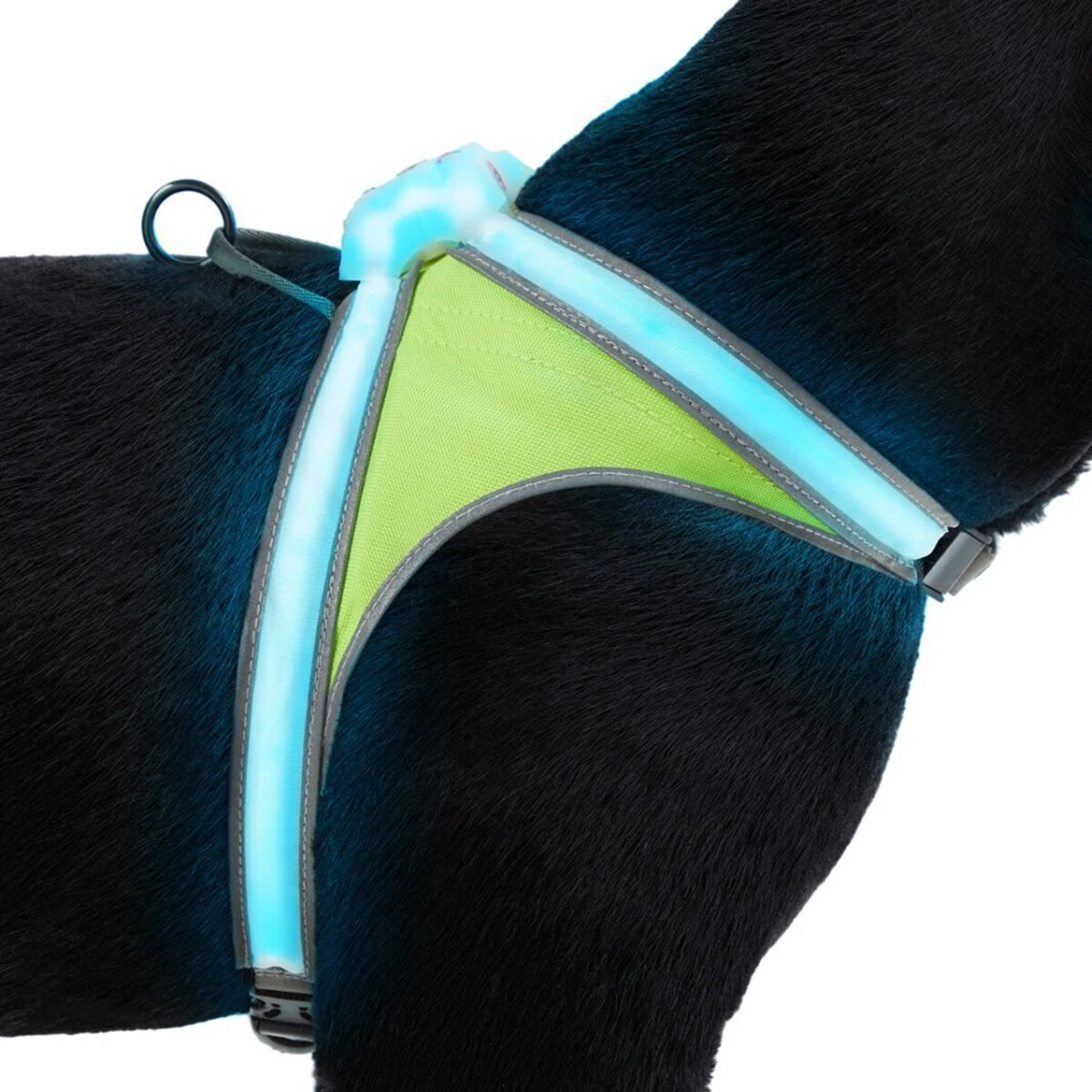 Noxgear dog harness sale