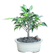 Live Oriental Ficus Bonsai Tree Benjamina Indoor Houseplant Evergreen 8"H