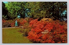 Rochester New York NY Highland Park Azalea & Rhododendron Flowers Vtg Postcard
