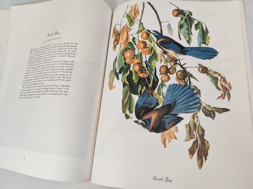 Audubon Birds of America Poster Book 15 x 12 Inch (11 3/4) Colour Nature Vintage - Picture 16 of 19