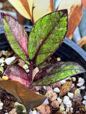 ZZ Zamioculcas zamiifolia Variegated Raven Rare MultiColor Green Pink