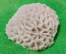 Corallo Bianco Fossile (Cervello) 75mm