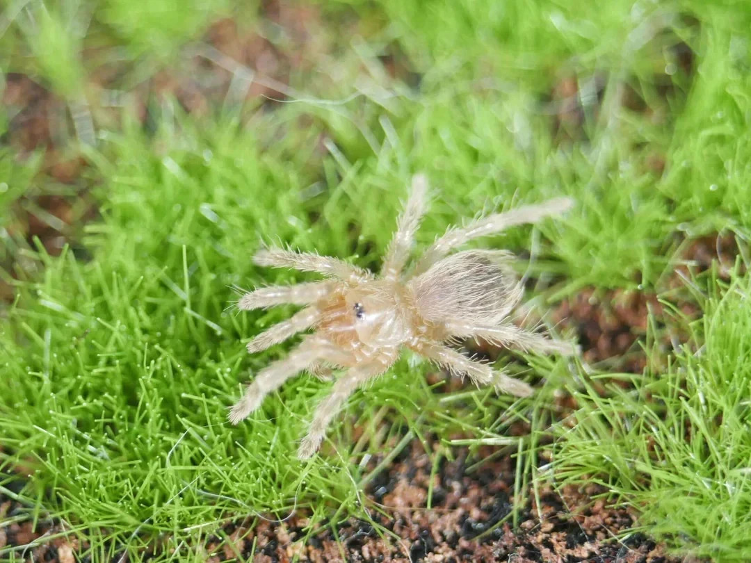 .5" Salmon Pink Birdeater Tarantula (L. Parahybana)