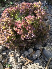 150 Graines De Laitue Rouge Frisée (bio)