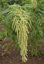 Amaranth Seeds - Green Tails, 50 Seeds Per Packet, Non-GMO
