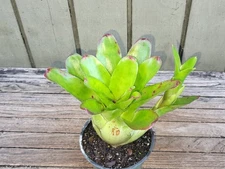 Neoregelia  hybrid   rare   exotic bromeliad 4''pot