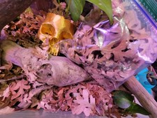 0.81g Oak Leaf Litter   Fully Sanitized for Bioactive Setups  Terrarium Use