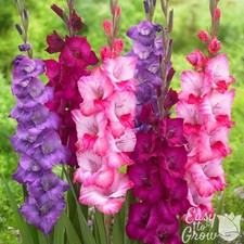 Gladiolus Very Berry Collection 30 Bulbs - Summer Pink &