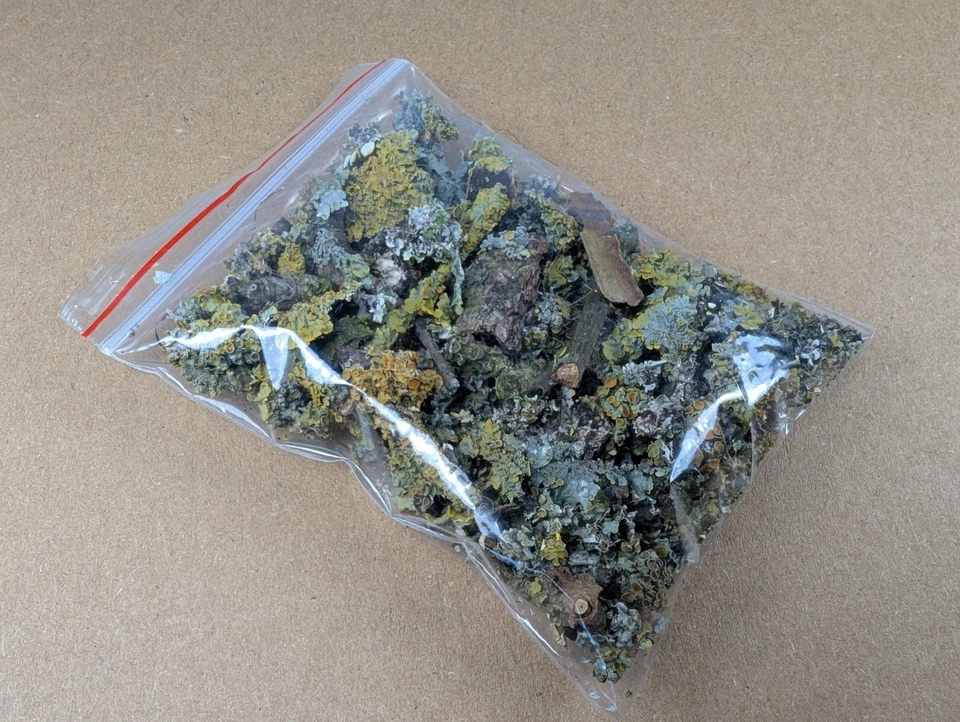 Flechten, Moos , Lichen Konzentrat – Futter für Asseln, Tausendfüßler, Schnecken - Bild 2 von 2