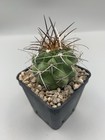 Foto 2 di 4
