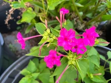 Mirabilis Jalapa/4 O'Clock - Fuchsia Color - (Seeds/Tubers/Plants - You Choose)