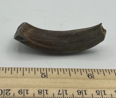 Prehistoric Fossil Horse Tooth Equus Hemionus Pleistocene Harbin China EH2