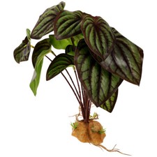 Artificial Reptile Plants Reptile Terrarium Decor Bearded Dragon Tank