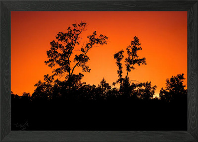 Silhouetted Trees at Sunset Framed Wall Art Poster Canvas Print Picture